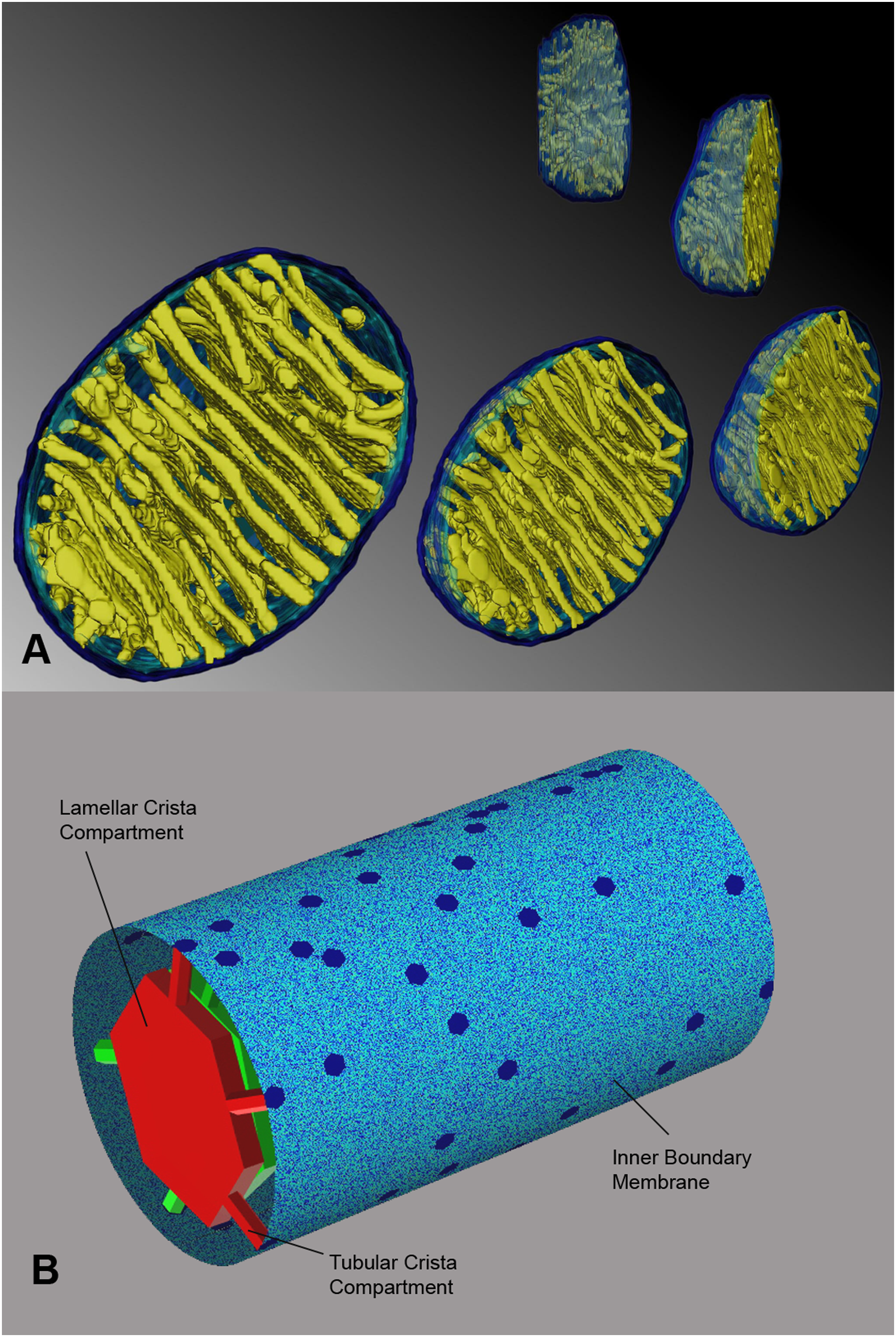 Three-dimensional electron tomographic reconstruction of mitochondrial cristae, the inner-membrane folds where Complex I and III generate ROS.