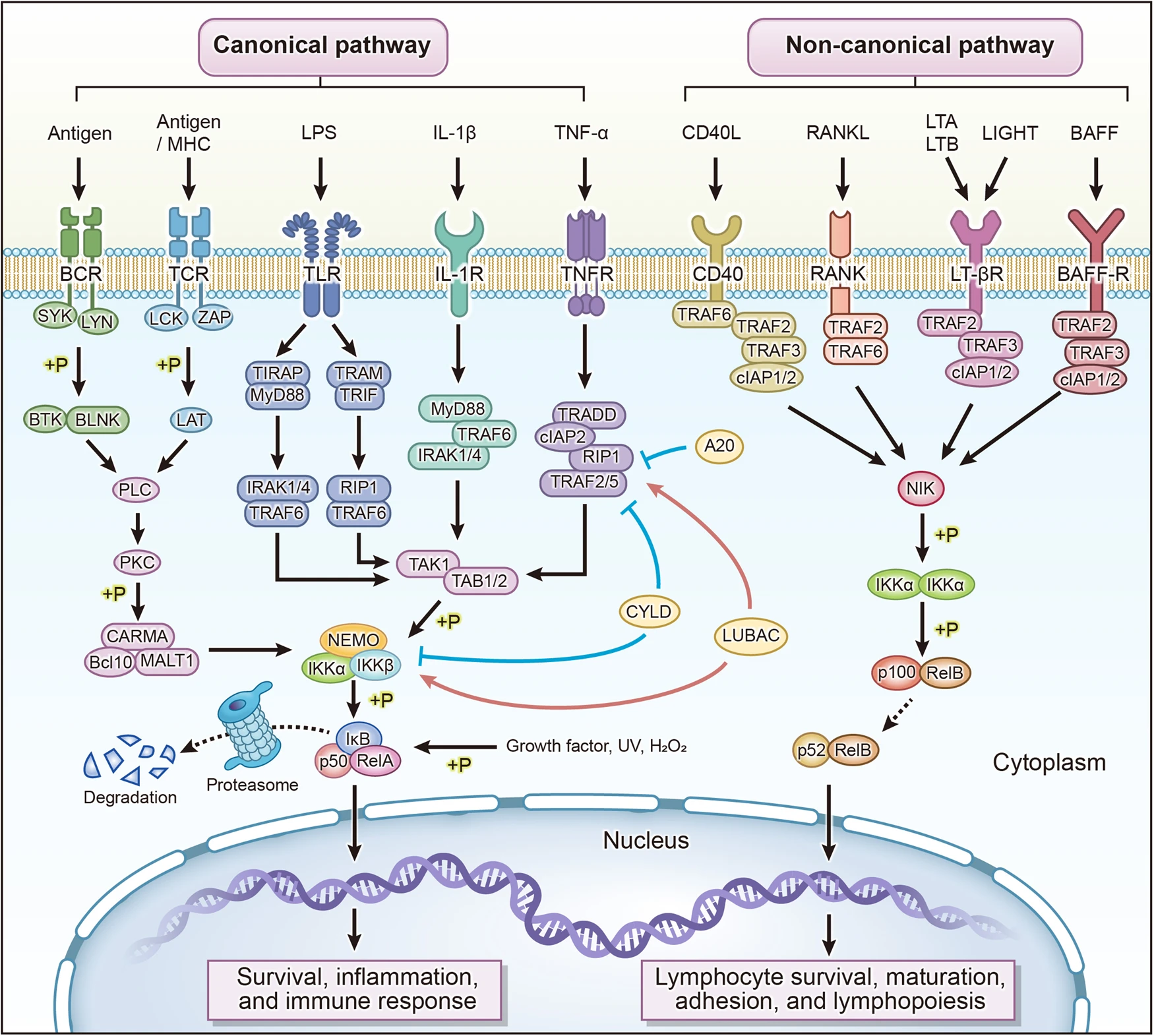 Diagram of canonical and non-canonical NF-κB signaling: receptor activation, IKK complex, IκB phosphorylation, p65/p50 nuclear translocation, target gene transcription.