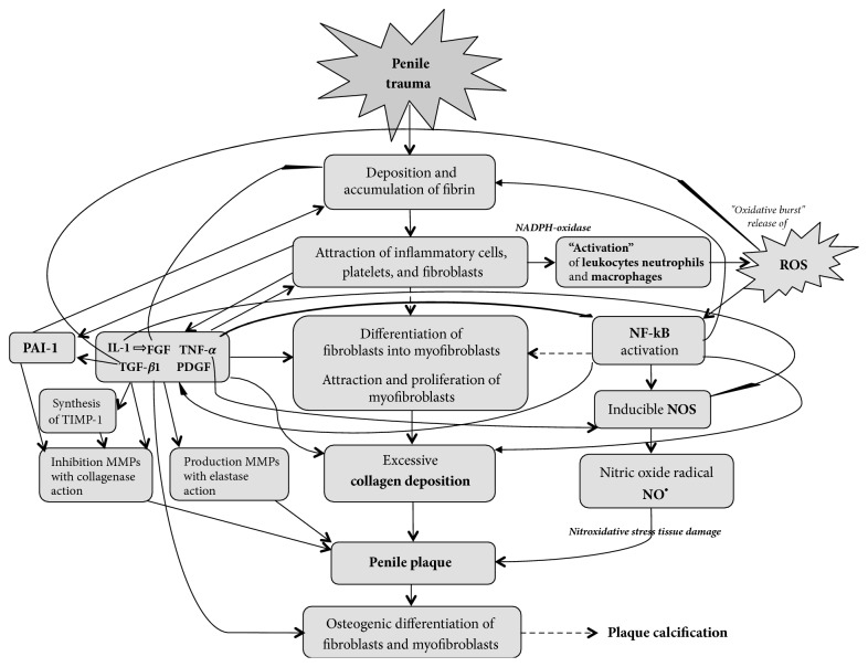 Paulis 2017 pathogenesis flow diagram of Peyronie's disease: tunica albuginea trauma → fibrin deposition → inflammatory infiltrate → cytokine release (TGF-β1, PDGF, IL-1, bFGF) → fibroblast recruitment and myofibroblast transformation → plaque formation, with oxidative stress and free radicals feeding the loop.