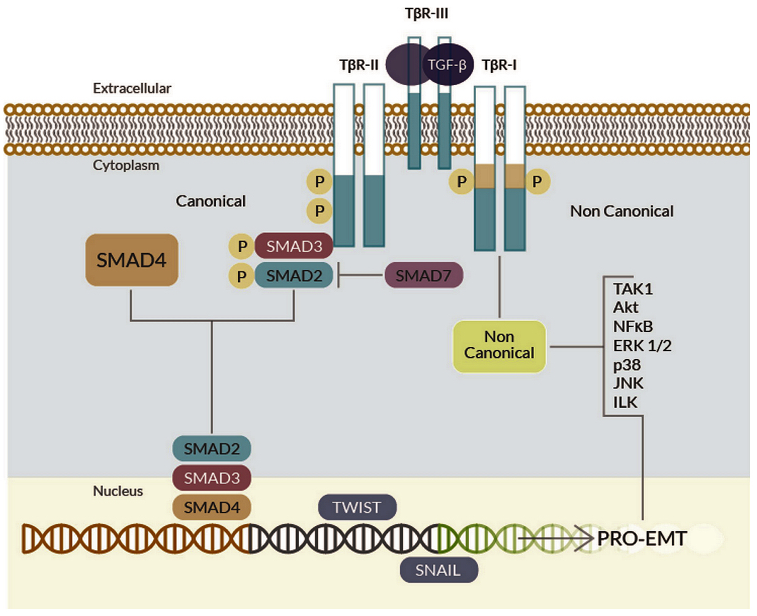 Schematic of TGF-β signaling: ligand binds TβRII/ALK5 receptor complex, R-SMAD (Smad2/3) phosphorylation, complex with Smad4, nuclear translocation, fibrotic gene transcription.