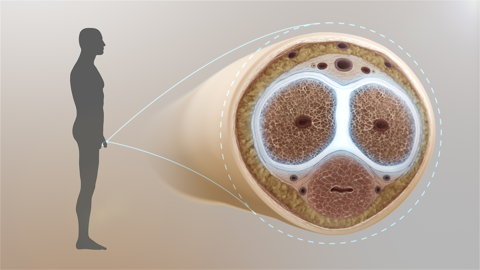 Anatomical 3-D rendering showing the tunica albuginea layer covering the corpora cavernosa of the penis.